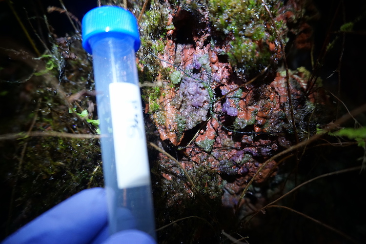 Biofilm sample dominated by <em>Gloeobacter kilaueensis</em> near a steam vent in Hawaii